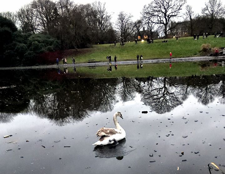 Mum and juvenile swan at crowded Sefton Park lake now safely back at their nesting site.