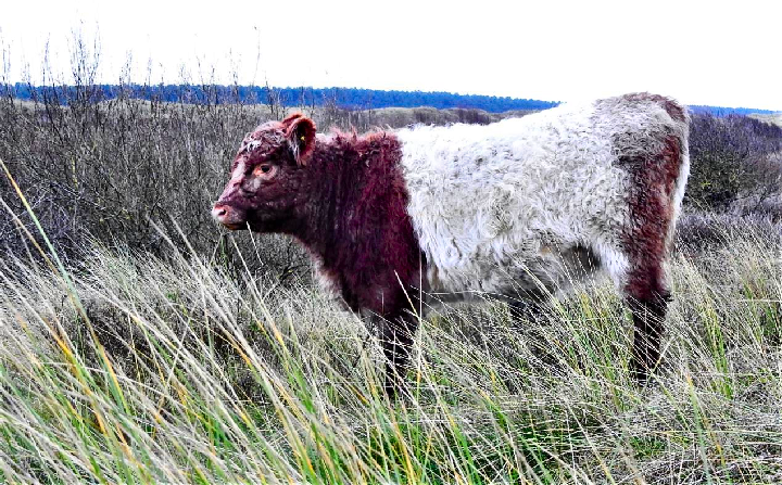 Belted Galloway