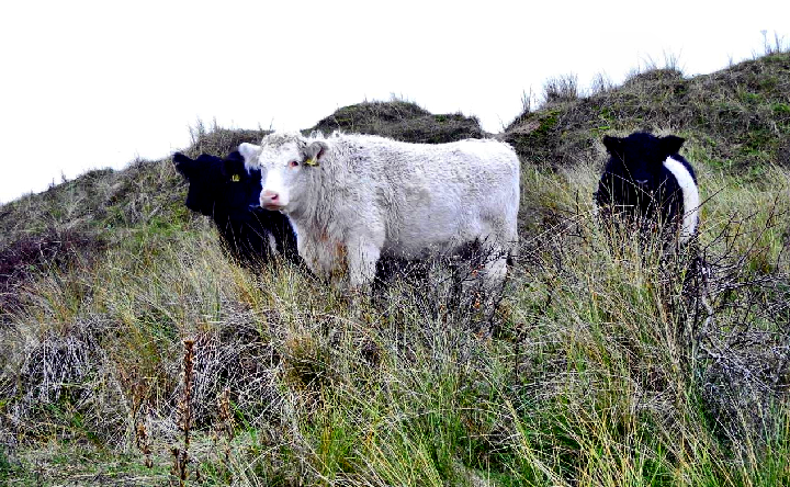 White Shorthorn.