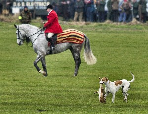 Waterloo Cup  Copyright IFAW-John Wright