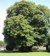 Free image of Horse Chestnut Tree