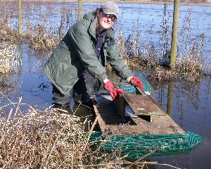Janet Cooper, volunteer, checking the water vole raft at Marshside taken by Graham Clarkson.