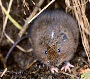 The water vole image was taken by Andy Bate near Marshside