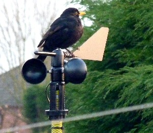 A blackbird posed as a weatherman on a weather vane in St Helens, Merseyside.