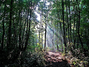 This  image is called:- Summer Morning in Millwood by Richard Davies, last years overall winner, picked by the Liverpool Parks Friends Forum judges.  Millwood is a designated Local Nature Reserve in Speke.