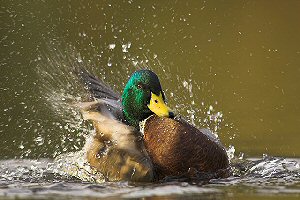 Photograph by Ben Hall (rspb-images.com)