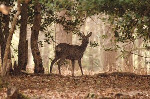 Roe Deer have been spotted at Sutton Manor.