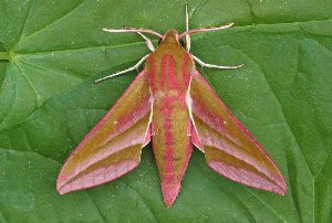 The Elephant Hawk Moth,