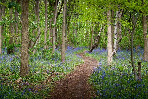 Dee bluebells (Photograph taken by Ron Thomas)