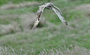 This is a picture of a short eared owl hunting taken by Tim Melling.