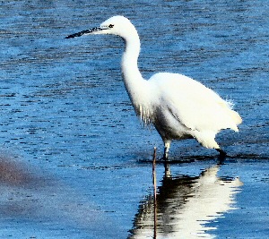 1 of the little egrets at Burton Mere...