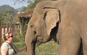 Hazel Jones with rescued elephant Mae Perm in Thailand 