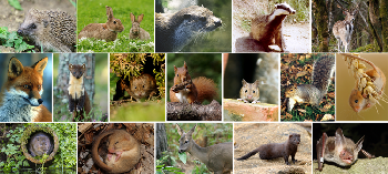 Images left to right, from top: Hedgehog, Rabbit, Otter, Badger, Fallow Deer, Fox, Pine Marten, Bank Vole, Red Squirrel, Wood Mouse, Grey Squirrel, Harvest Mouse, Water Vole, Hazel Dormouse, Roe Deer, American Mink & Bechsteins Bat.