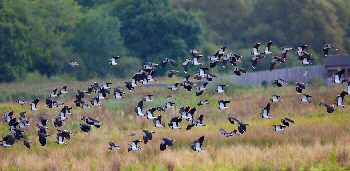 Photograph of Lapwing flock flying, taken by Sam Ryley.