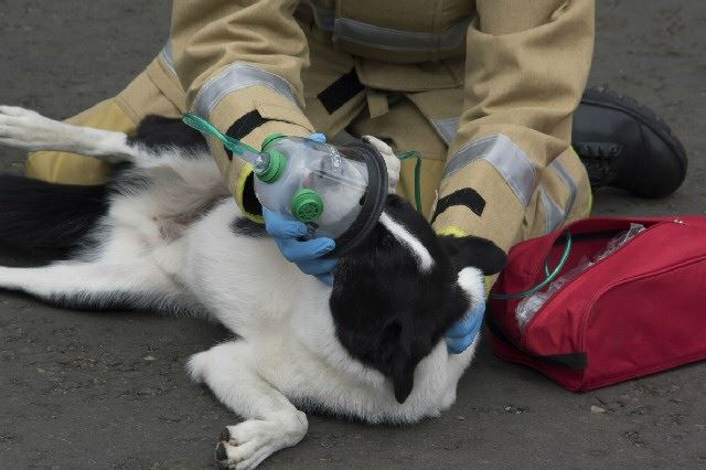An example of a pet  friendly oxygen masks in use.