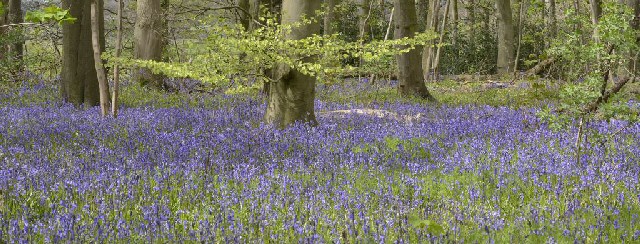 Burton Mere Wetlands Bluebells by Mike Malpass