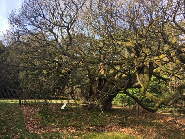 Lofty: The Allerton Oak in Calderstones Park 