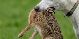 Enhanced archive pic taken before hare coursing was banned in the UK in 2004 under the Hunting Act.