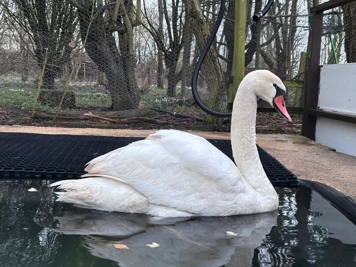 Swan left with lasting injuries in Suffolk
